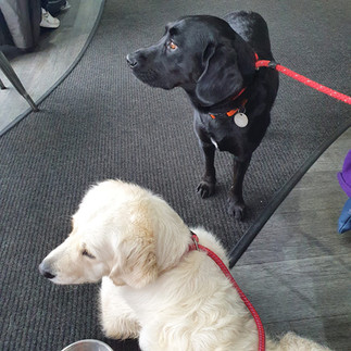 Wellesley (Black Labrador) and Freya (Golden Retriver) at Little Rock, part of the Arran Dog Bakery Team