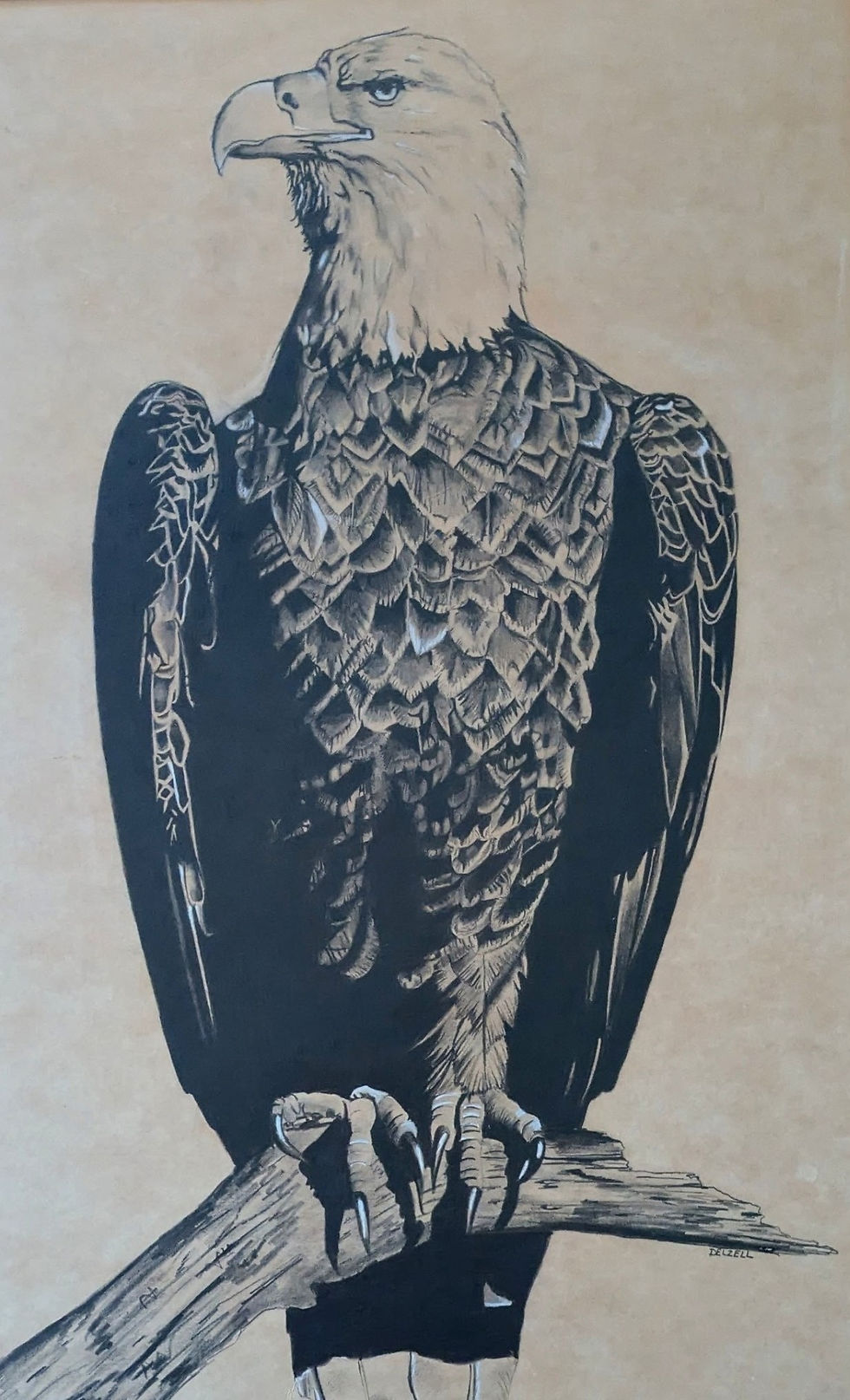 a drawing of a bald eagle by artist Gail Delzell