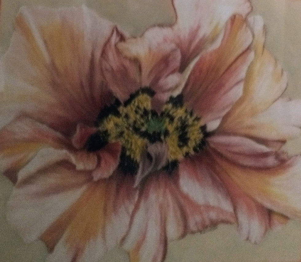 a pastel of a peony in shades of pink