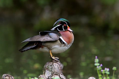 photograph of a wood duck