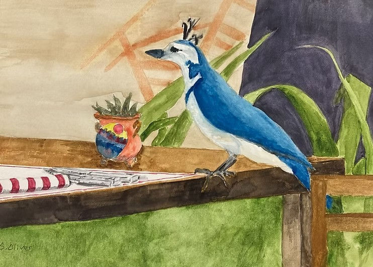 a watercolor painting of a mocking jay perched on a dining table in Costa Rico by artist Sandra Oliver