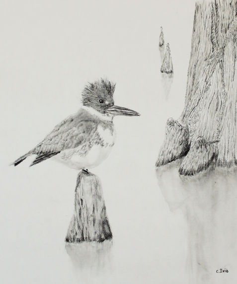 a charcoal drawing of a bird perched on a cypress knee