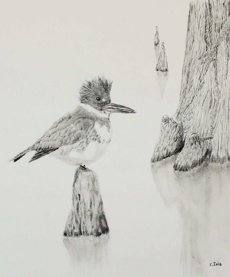 a charcoal drawing of a bird perched on a cypress knee by artist Cameron Ivie