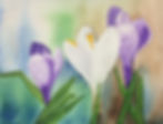 A watercolor painting of three crocus blossoms in lavender and white by artist Sandra Oliver
