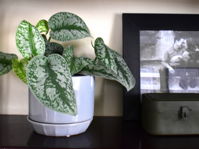 5 Easy-to-Keep-Alive Indoor Houseplants and 3 to Avoid as a Beginner Plant Lady