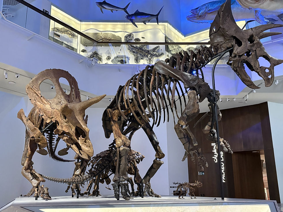



מוזיאון הטבע - Natural history Museum