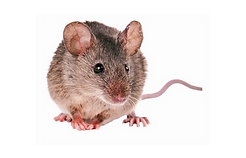 pest control london essex and suffolk cheap