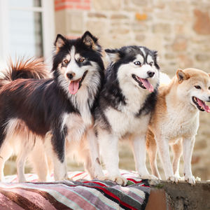 Notre meute de Pomsky
