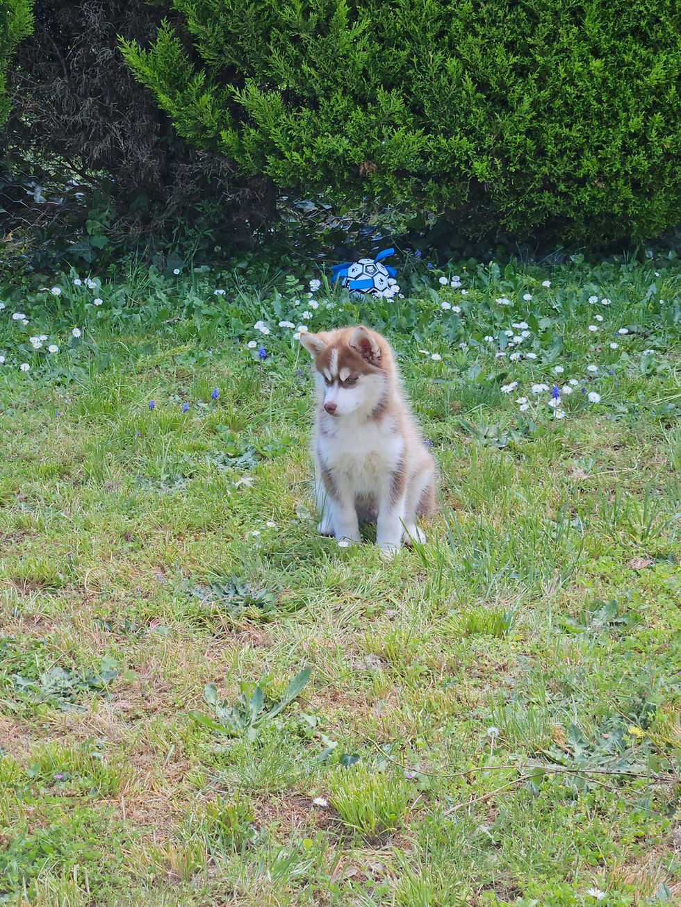 491464632_10237073134627693_653382872290962399_n