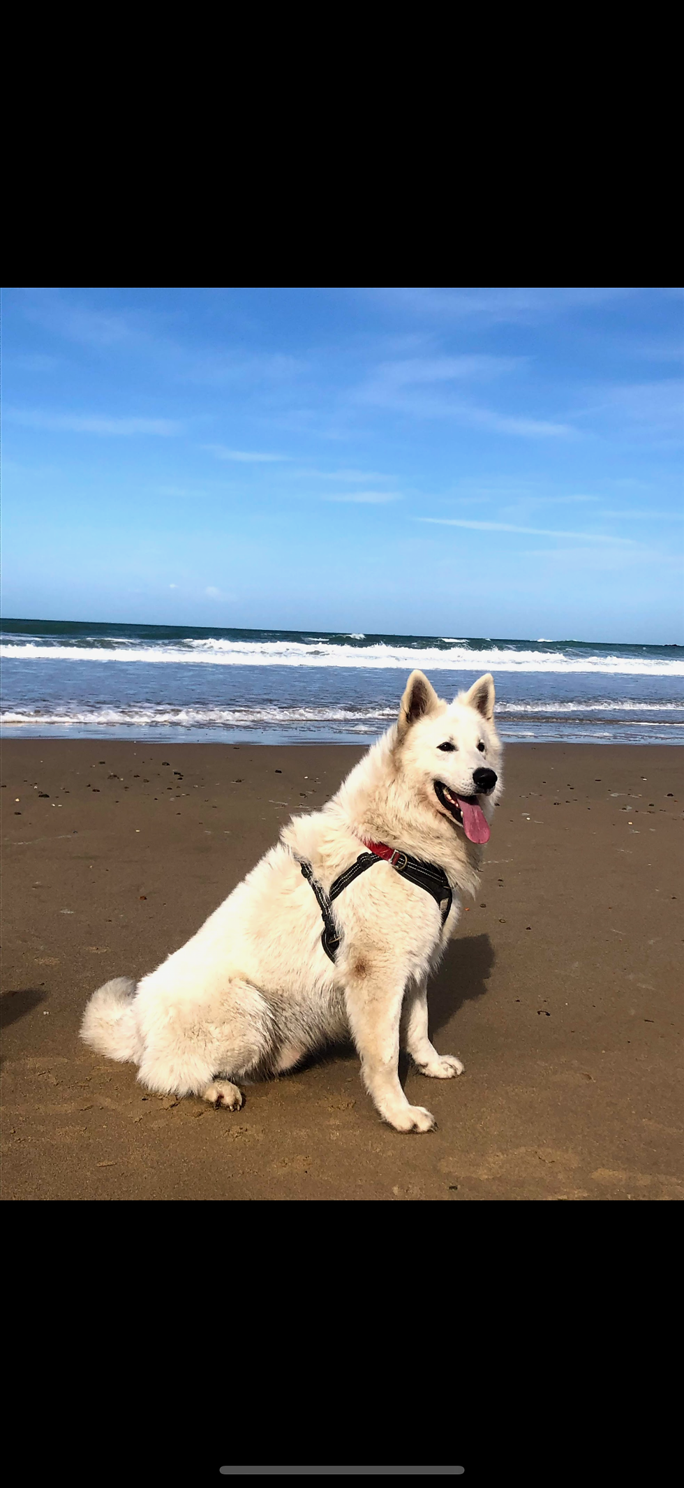 🖤 Hommage à Négan