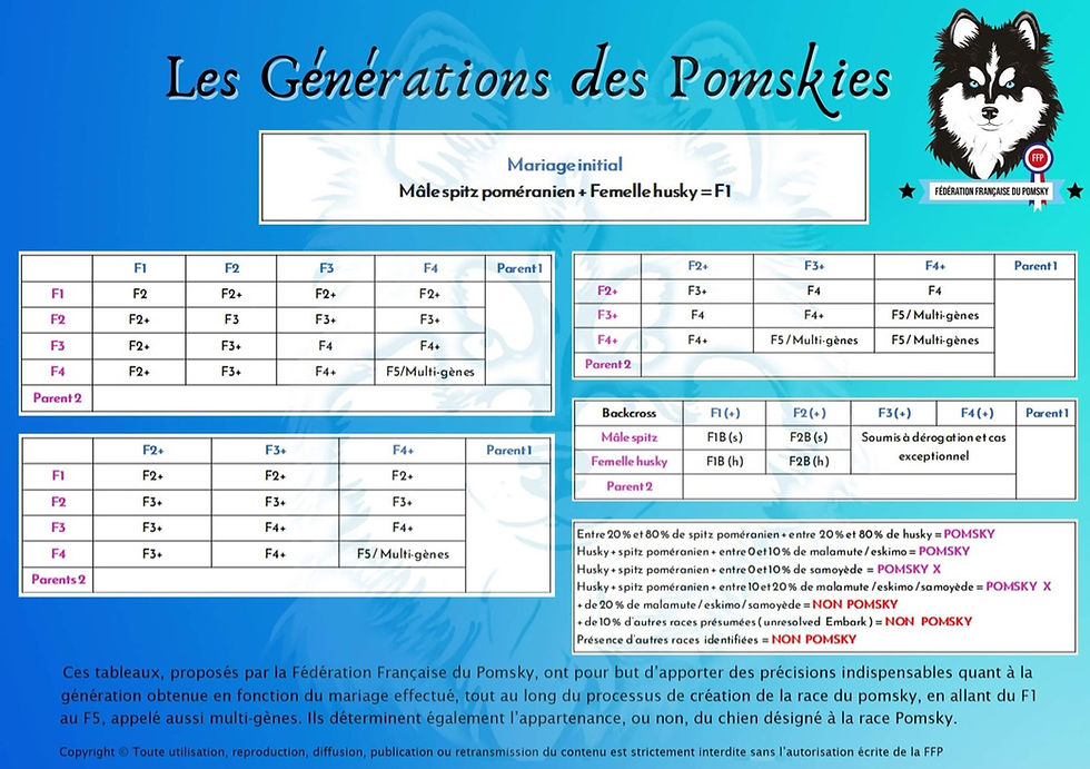 Pomsky et Spitz | Elévage en Bretagne | Domaine de Négan
