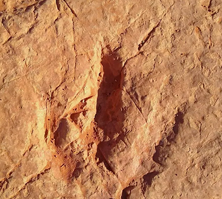 Dinosaur Tract
