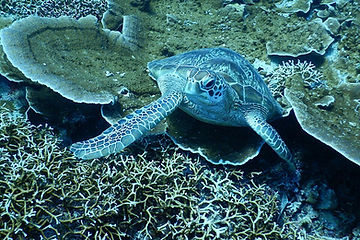 Green Sea Turtle pic (Wikimedia).jpg