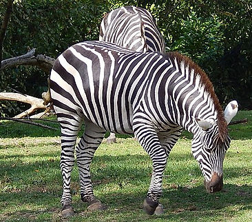 A Zebra walking.