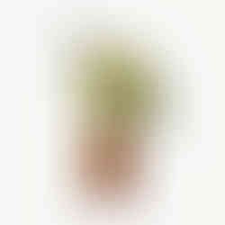 Yellow Bird   |   Tupelo, brass, Australian red coolibah   |   10" x 7" x 5"