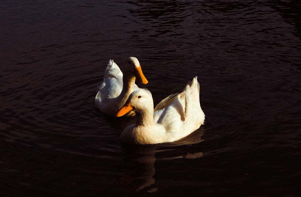 Two geese on a lake