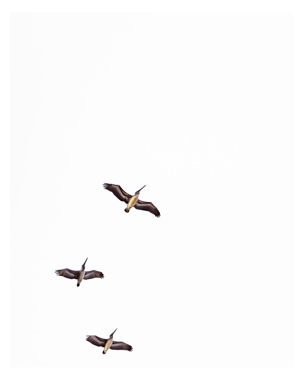 three birds flying in the sky
