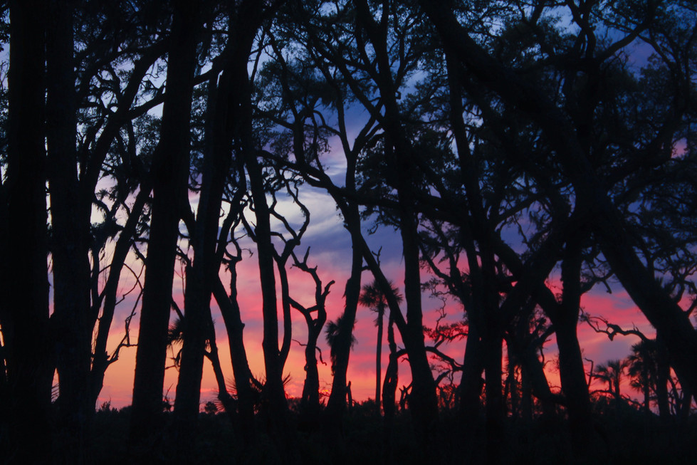 Sunset view through trees