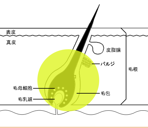 照射法3.gif