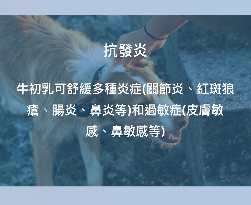 縮圖：100 優質牛初乳 (犬貓用)