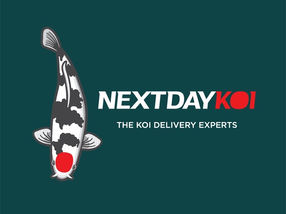 nextday-koi.jpeg