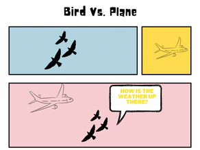 Bird Vs. Plane