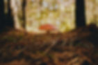 pexels-joão-vítor-heinrichs-5022494.jpg