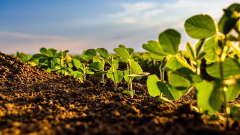 Hoe zet je Plantenvoeding in voor Regeneratieve Landbouw?