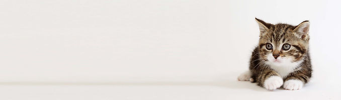 cat banner4.jpg