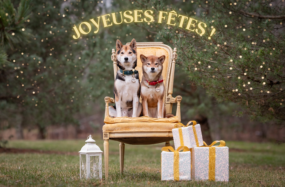 Accessoires Peak Dog Co