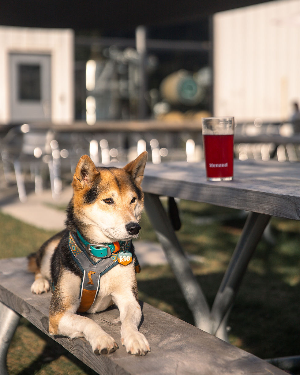 Distillerie et Brasserie Menaud - septembre 2025 © Accessoires Peak Dog Co.