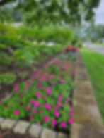 summer annuals