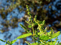 Patchouli