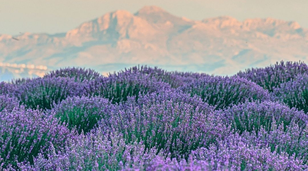 Campo de lavanda roxa em primeiro plano, com montanhas ao fundo e céu suave, criando clima sereno.