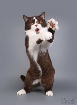 Crystal Flame's X-man