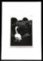 Blenheim Palace Swan by Grand Bridge at Queens Pool lake - black and white lino print. www.carolinegibsonprints.com