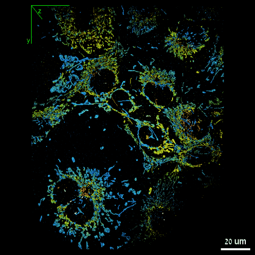 S3_exp_mitochondria_full.gif