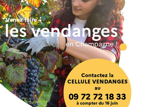 Les vendanges
