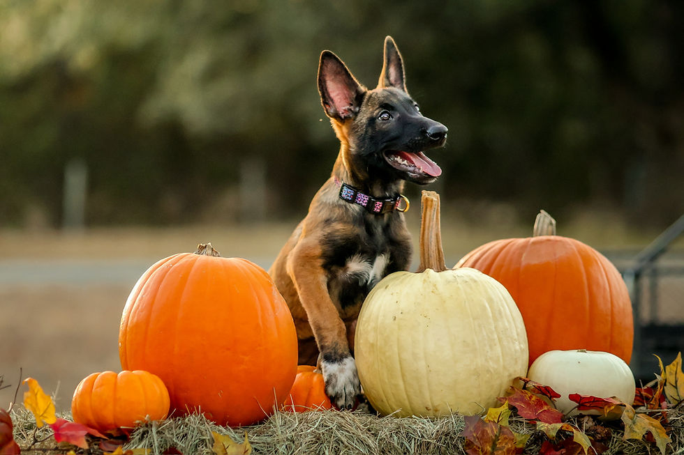 Puppy with open mouth among orange and white pumpkins on hay, surrounded by fallen leaves. Autumn setting with blurred green background.