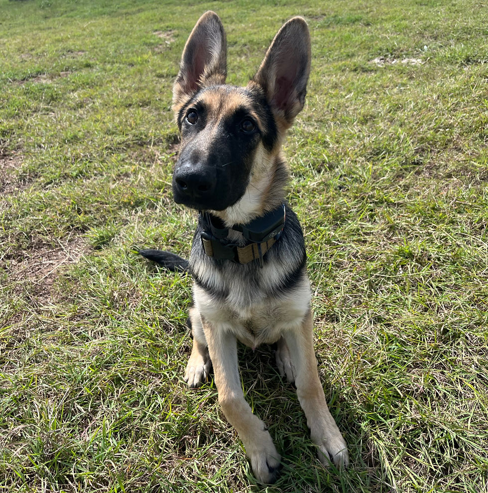 High angle view of a puppy interacting with another dog