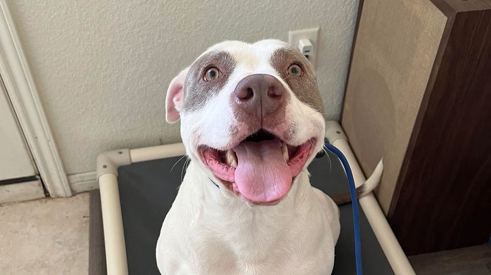 Happy white and gray dog with tongue out sits on a black mat indoors. Neutral wall and wooden furniture in the background.