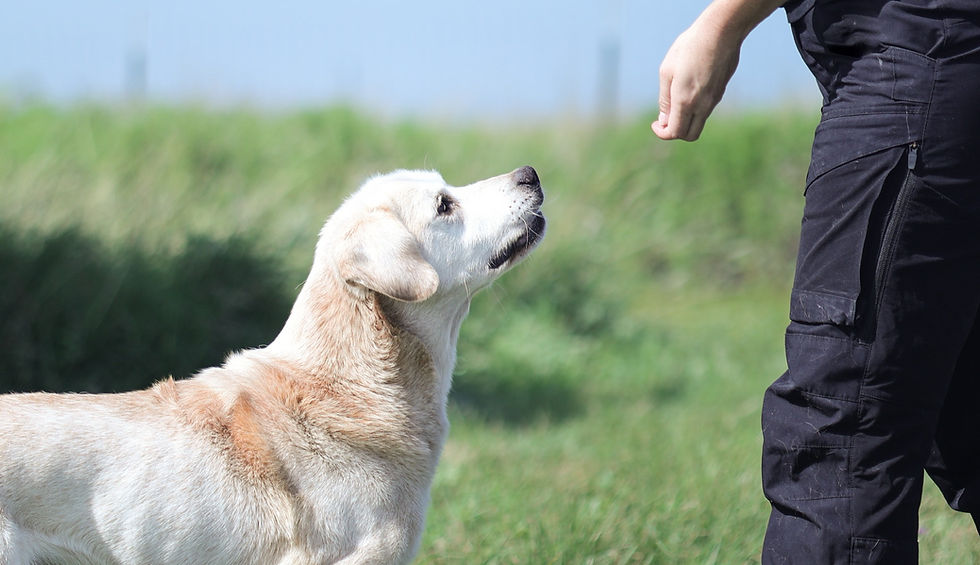 White dog looking at a person's hand in a grassy field. The person wears black pants. The scene is bright and calm.