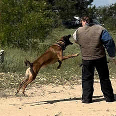 Working dog decoy