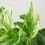 Thumbnail: Pothos 'Marble Queen'