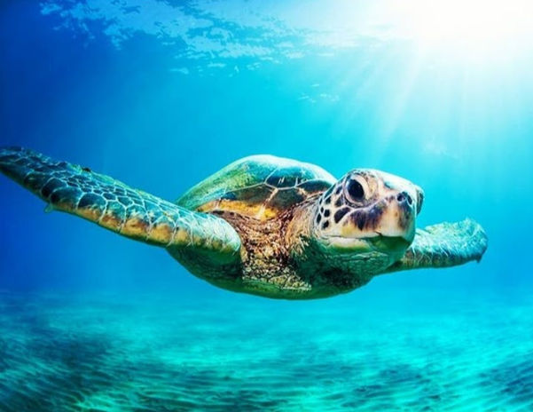 Snorkeling Tours - (2).jpg