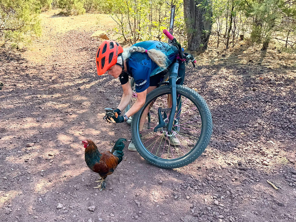 Carol pictured here with Chicken Little, who has been hanging out around at the Buena Vista trailhead. Did Chicken Little survive another week in the wild? We'll find out Saturday morning. Gotta root for this chicken living life in its own terms!