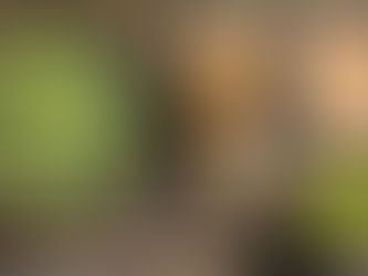 A Tradição da Cerimônia do Chá