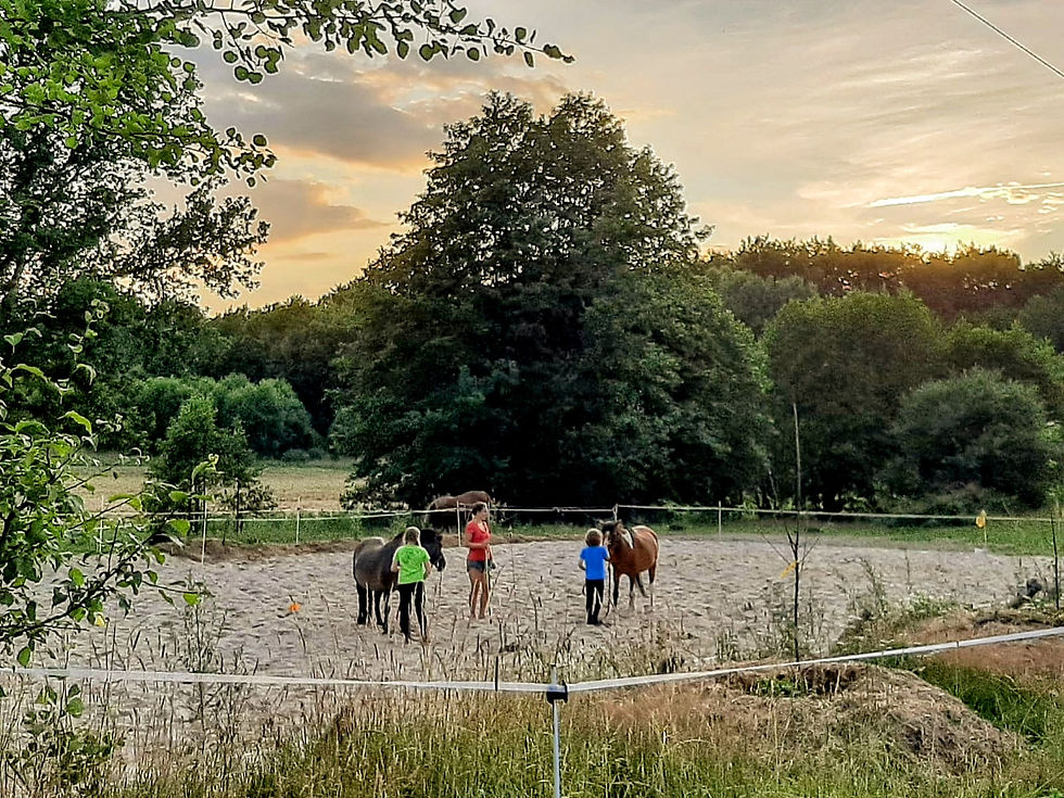 Zajęcia z końmi z ziemi