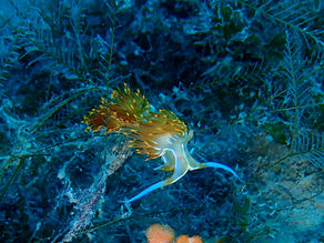 Almerimar, un lugar para el buceo
