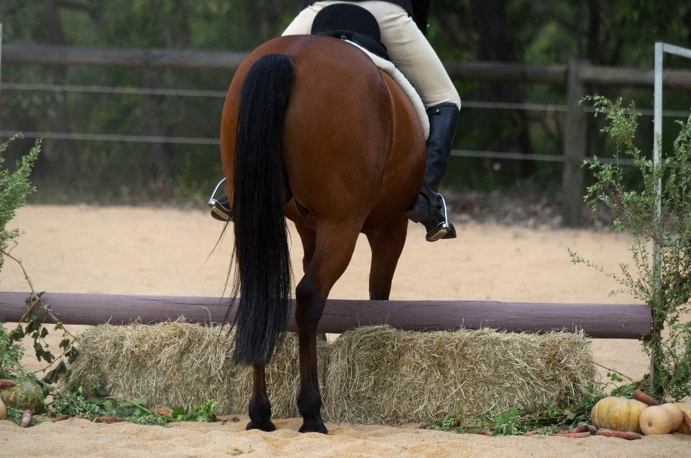 Stuck In A Rut With Your Horse stuck-in-a-rut-with-your-horse